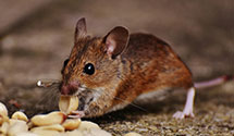 24 Hour & Emergency Exterminators in Piperton, TN